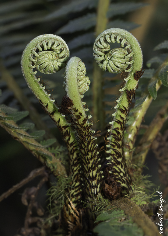 fungus - madagascar